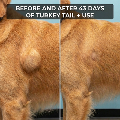 TurkeyTail+ Probiotics - No more lumps